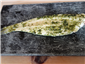 slip sole with seaweed butter